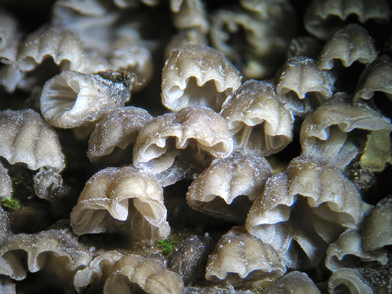 Schiera di funghetti